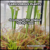 Dave's Carnivorous Plants